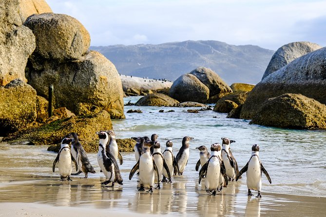 Cape Point Private Nature Tour & Hike - Boulders Beach and the penguin colony