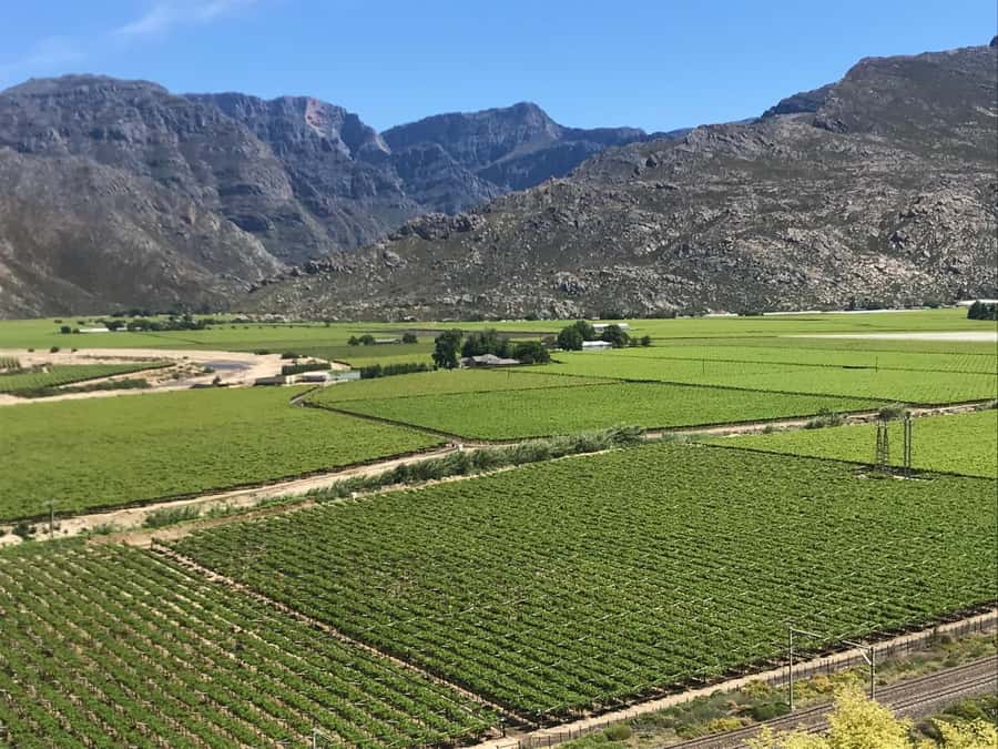 Cape Town: 15 Wine Tasting & Wildlife Small Group Tour - Stellenbosch in one hour