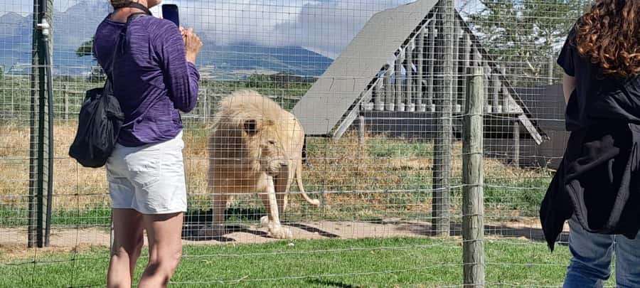Cape Town: 15 Wine Tasting & Wildlife Small Group Tour - Fairview: the strongest food pairing of the day