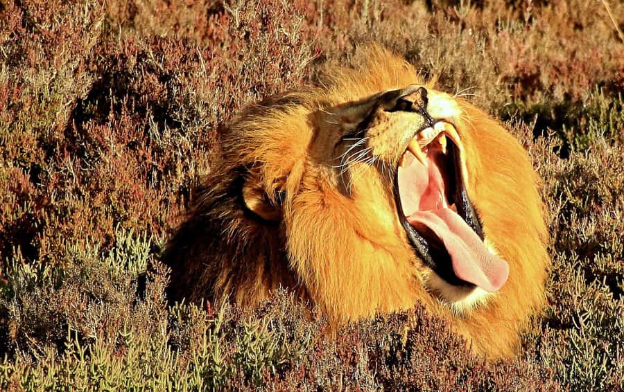 Cape Town: 2-Day Wildlife Tour with Safaris and Luxury Stay - Buffelsdrift Lodge turns one night into part of the trip