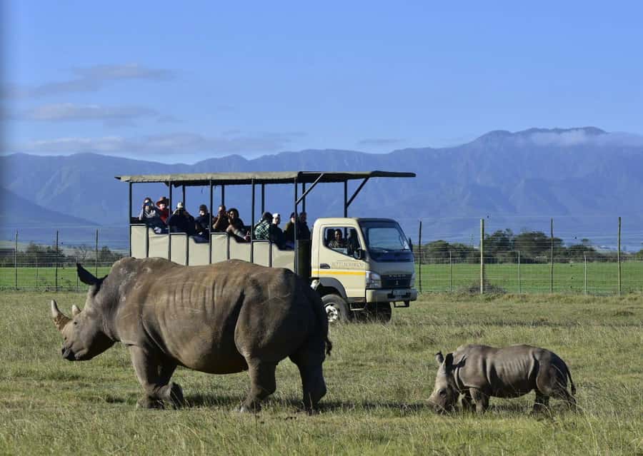 Cape Town: 2-Day Wildlife Tour with Safaris and Luxury Stay - The elephant visit costs extra and needs clear expectations