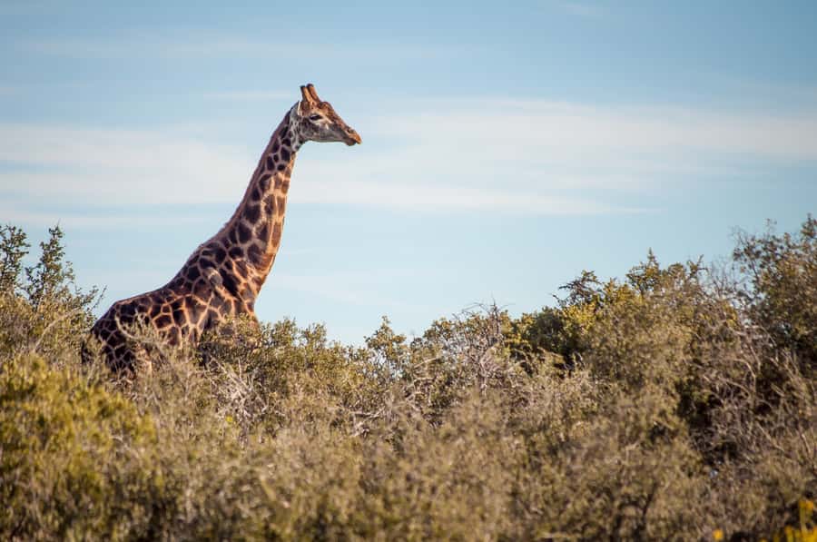 Cape Town: 2-Day Wildlife Tour with Safaris and Luxury Stay - Route 62 gives the return journey a proper finish