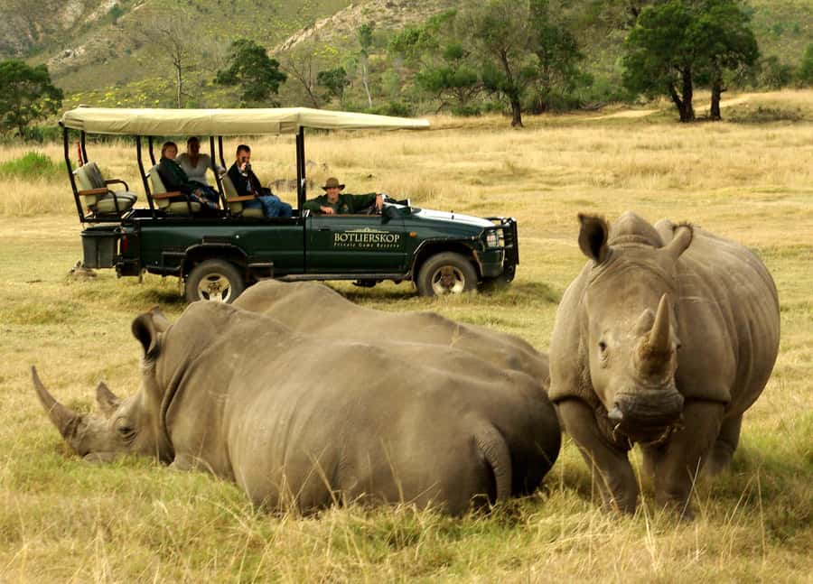 Cape Town: 2-Day Wildlife Tour with Safaris and Luxury Stay - The guides can make or break a packed schedule