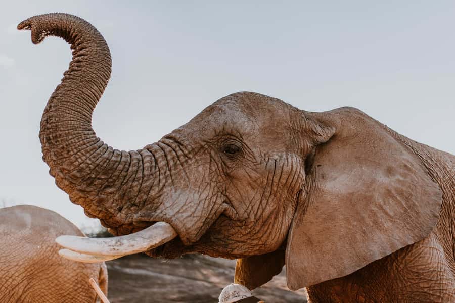 Cape Town: 2-Day Wildlife Tour with Safaris and Luxury Stay - Botlierskop: your first open-top safari