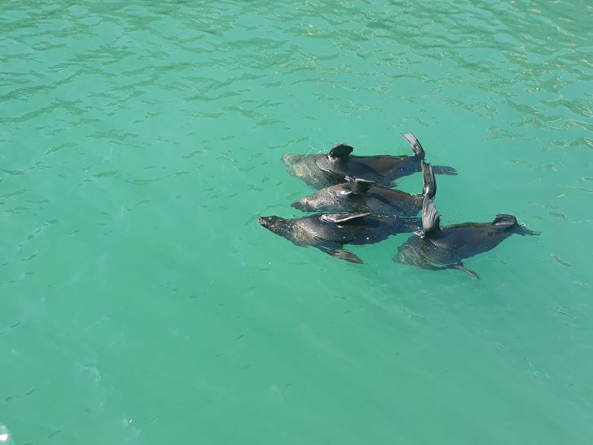 Cape Town: 30 Minute Harbour Boat Cruise with Seal Watching - Seal watching around the quays