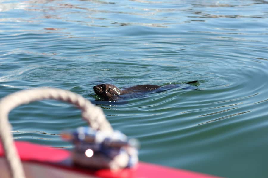 Cape Town: 30 Minute Seal-Watching Harbour Cruise - What you see during the 30-minute harbour route