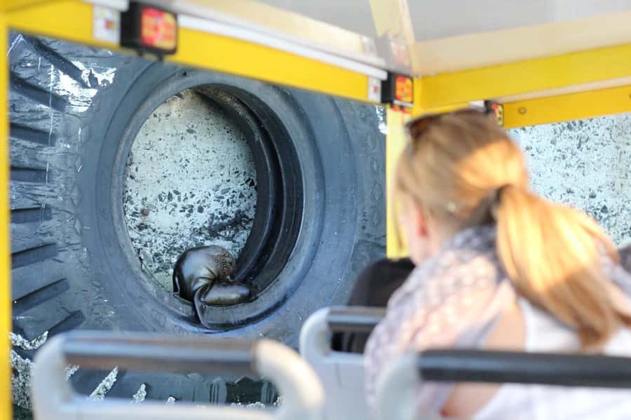 Cape Town: 30 Minute Seal-Watching Harbour Cruise - Tips for getting more from the short ride