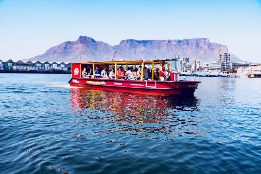 Cape Town: 30 Minute Seal-Watching Harbour Cruise - Should you book the Cape Town seal cruise?