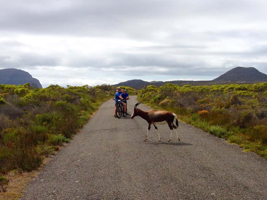 Cape Town: 9-hour Cape Point Private Guided Cycling Tour - The return along Chapman’s Peak and the Atlantic coast