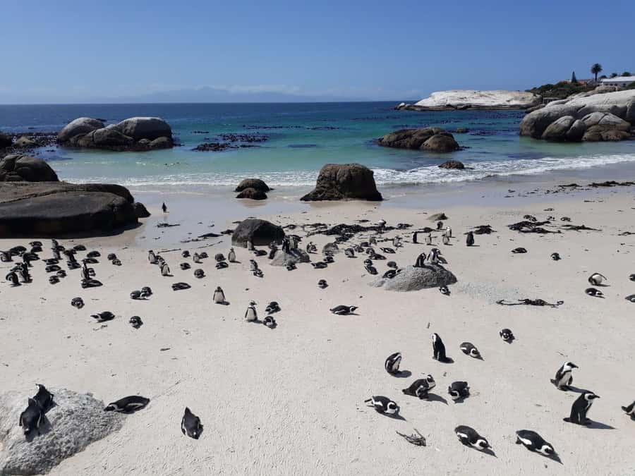 Cape Town: 9-hour Cape Point Private Guided Cycling Tour - Boulders Beach and the African penguin stop