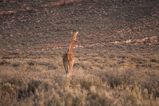 Cape Town Aquila Afternoon Safari with transport and lunch - The traditional vehicle game drive