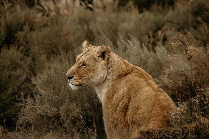 Cape Town Aquila Afternoon Safari with transport and lunch - The animals you might see
