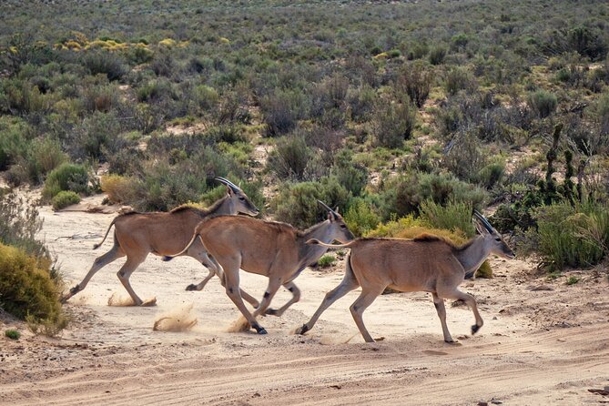 Cape Town Aquila Afternoon Safari with transport and lunch - Time after the drive