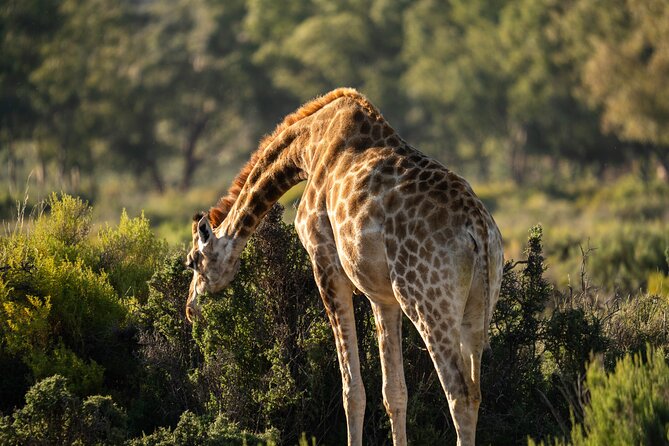 Cape Town Aquila Afternoon Safari with transport and lunch - Is the $26 price good value?