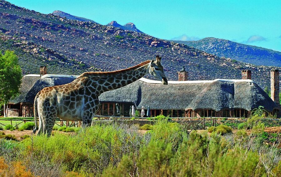 Cape Town: Aquila Game Reserve Day Entrance & Game Drive - A Cape Town safari that works best for self-drive visitors