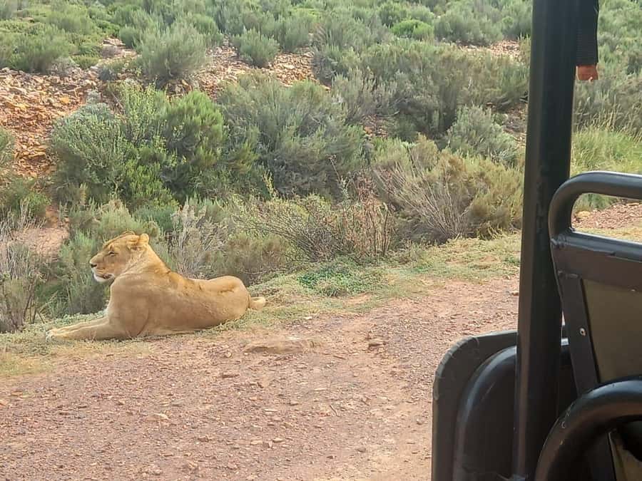 Cape Town: Aquila Game Reserve Sunset Game Drive - A long Cape Town day with a real safari payoff