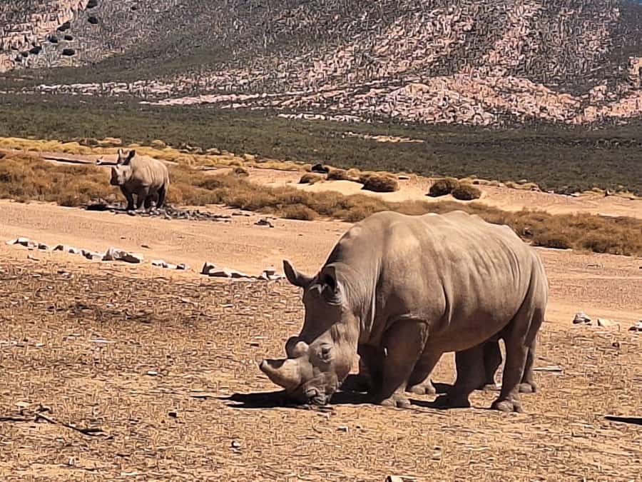 Cape Town: Aquila Game Reserve & V&A Waterfront Tour w/Lunch - Leaving Cape Town for the Little Karoo