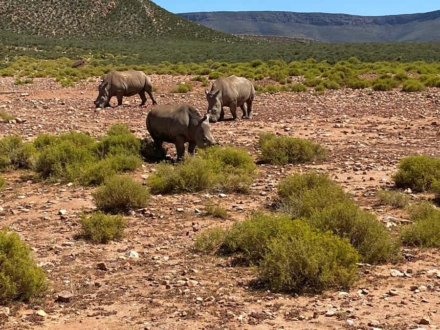 Cape Town: Aquila Game Reserve & V&A Waterfront Tour w/Lunch - A 2.5 to 3-hour search for the Big Five