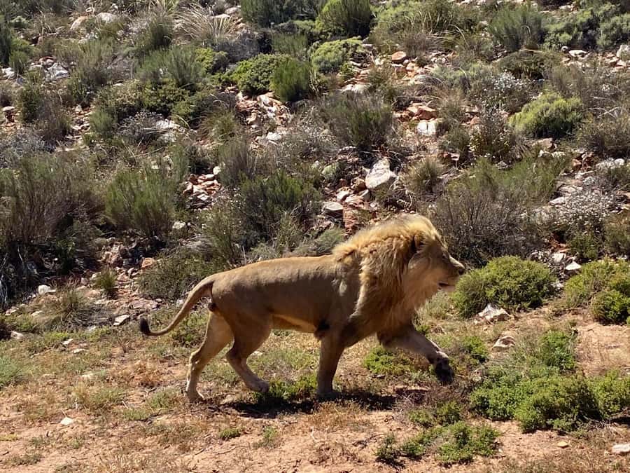 Cape Town: Aquila Game Reserve & V&A Waterfront Tour w/Lunch - Adding the V&A Waterfront to a safari day