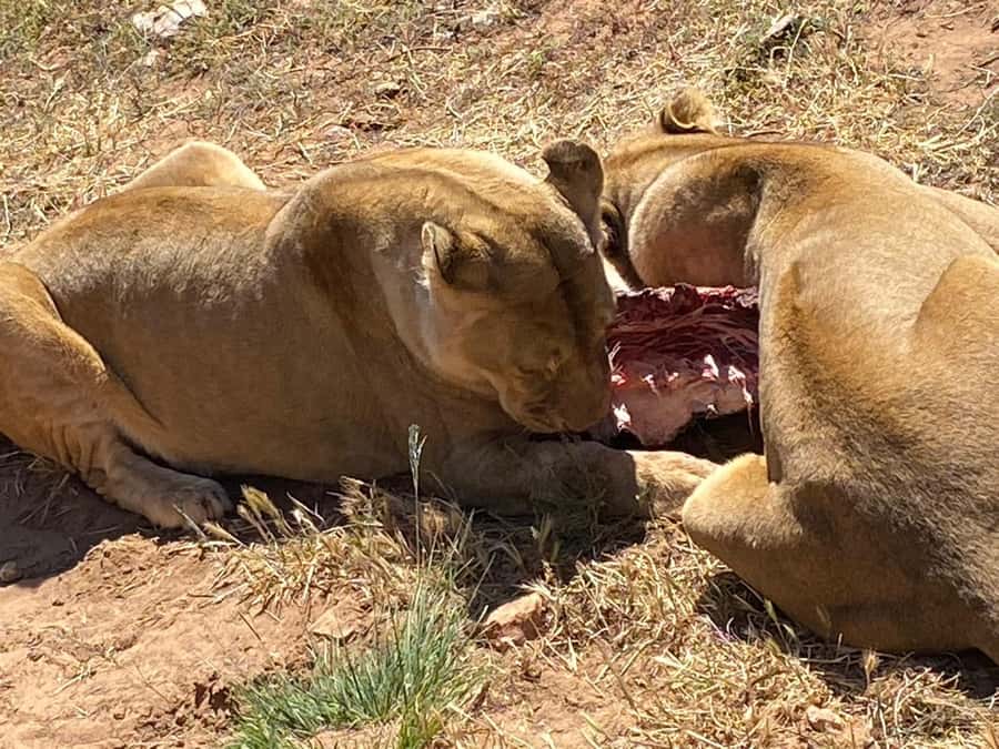 Cape Town: Aquila Game Reserve & V&A Waterfront Tour w/Lunch - Is $158 a fair price?