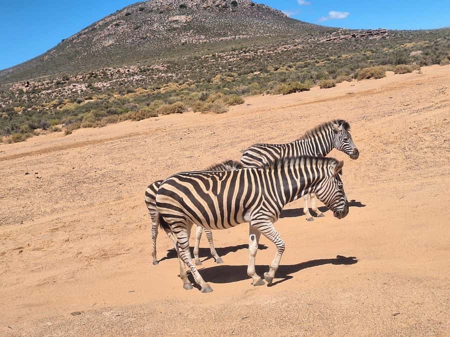 Cape Town: Aquila Game Reserve & V&A Waterfront Tour w/Lunch - Breakfast and a welcome at Aquila