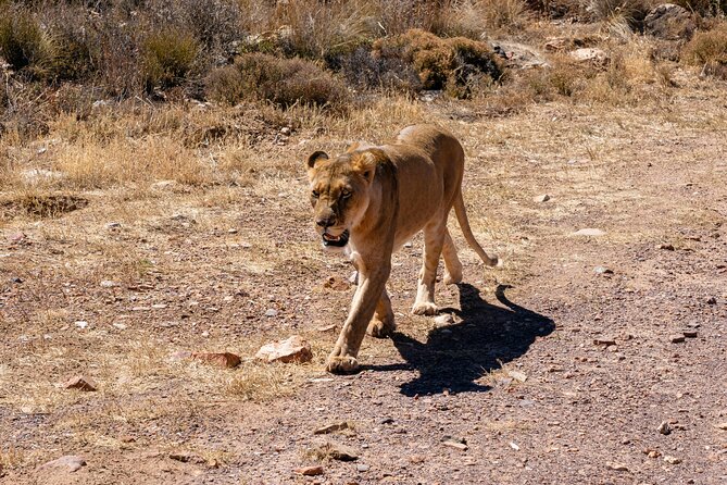 Cape Town Aquila Private Game Reserve Big Five Safari Adventure - Key points to know before you book