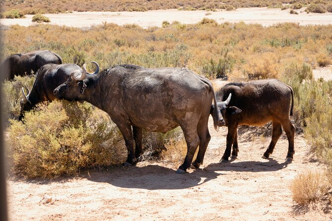 Cape Town Aquila Private Game Reserve Big Five Safari Adventure - The 2.5 to 3-hour shared 4x4 drive