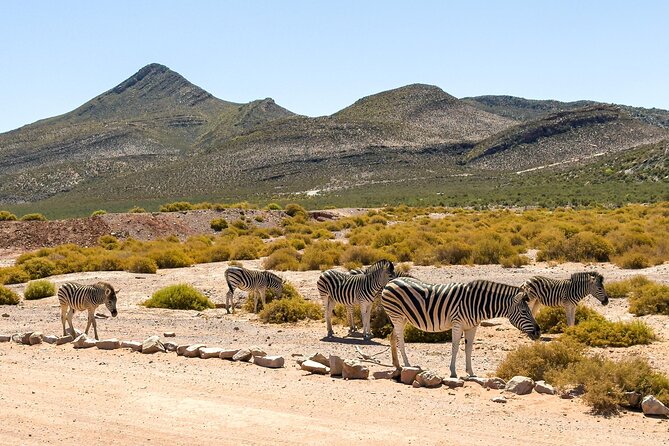 Cape Town Aquila Private Game Reserve Big Five Safari Adventure - What the reserve adds beyond the animals