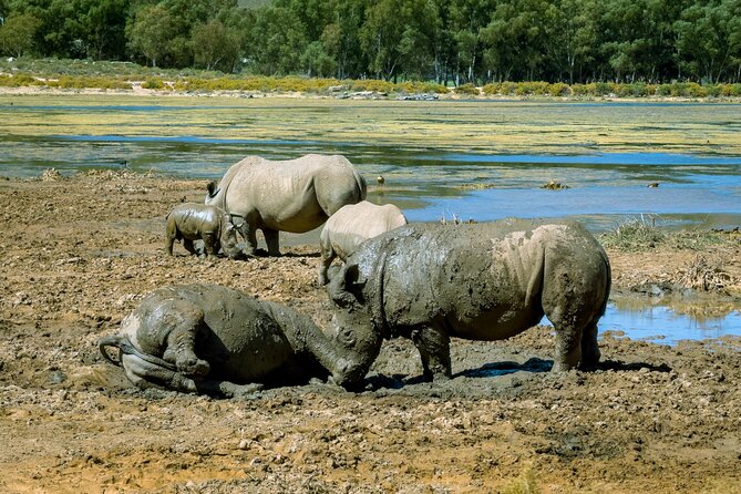 Cape Town Aquila Private Game Reserve Big Five Safari Adventure - Is $319.78 good value?