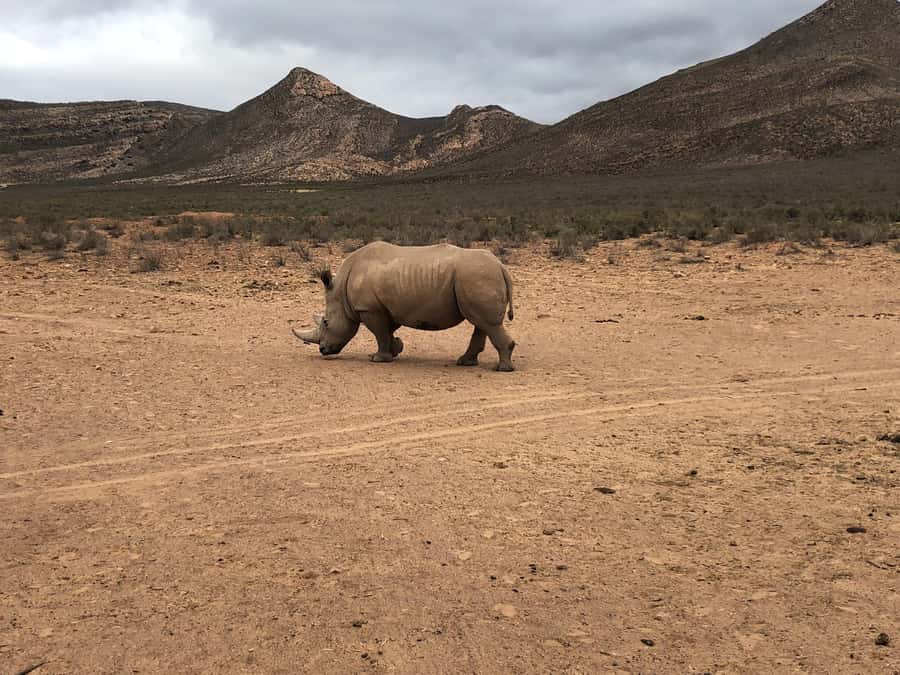 Cape Town: Aquila Reserve Safari with Lunch and Winery Visit - Should you book the Aquila safari?