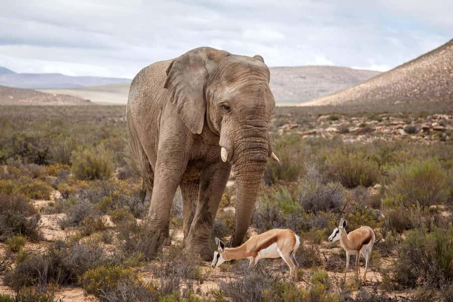 Cape Town: Aquila Reserve Safari with Lunch and Winery Visit - A Cape Town safari with a real Big Five possibility