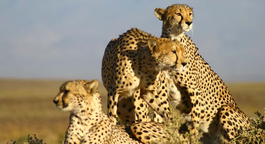 Cape Town: Aquila Reserve Safari with Lunch and Winery Visit - A lodge buffet gives the day a needed pause