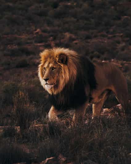 Cape Town: Aquila Reserve Safari with Lunch and Winery Visit - Fairview Wine Estate adds a second South African experience