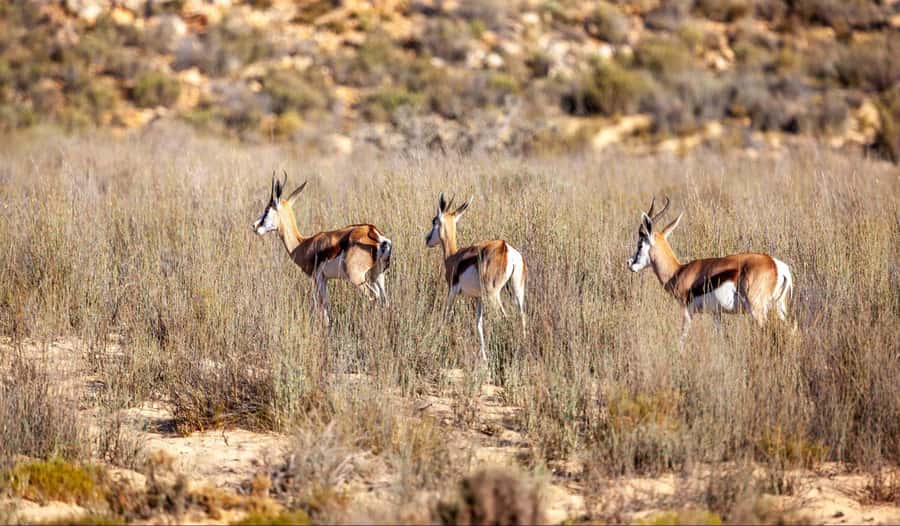 Cape Town: Aquila Reserve Safari with Lunch and Winery Visit - Who will enjoy this day most