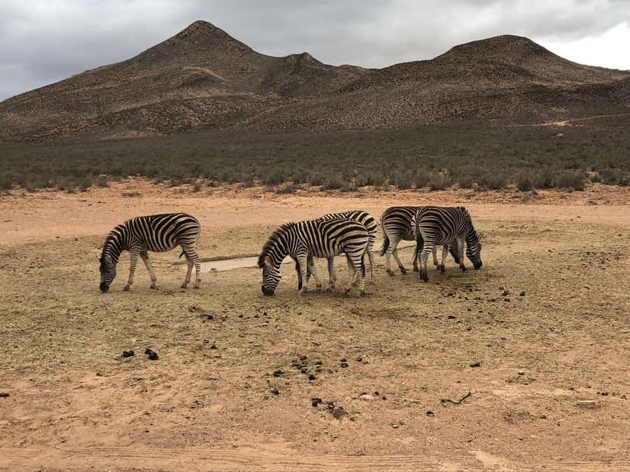 Cape Town: Aquila Reserve Safari with Lunch and Winery Visit - Simple ways to prepare