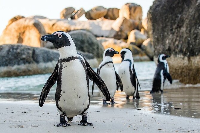 Cape Town Atlantic Helicopter Private Tour including Penguins Cape Point & Lunch - One day, three very different Cape Town views