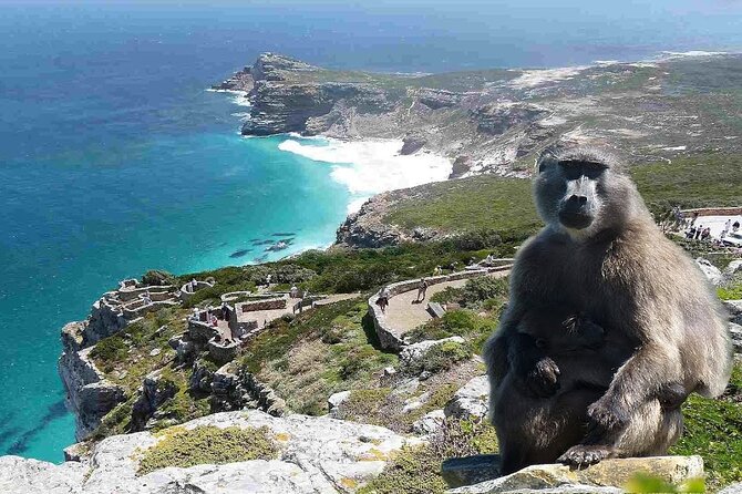 Cape Town Atlantic Helicopter Private Tour including Penguins Cape Point & Lunch - Simons Town and the Boulders penguins