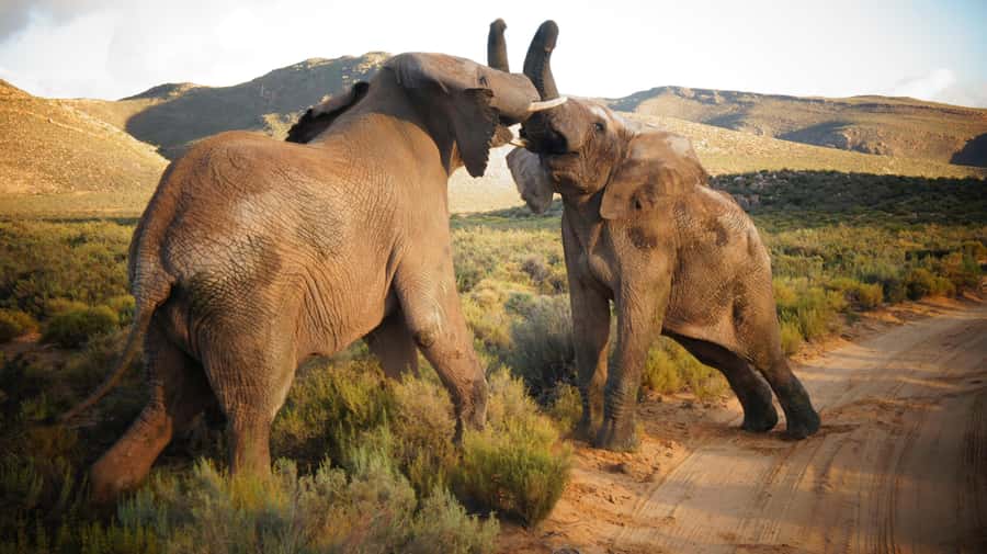 Cape Town: Big Five Safari and Breede River Valley Day Trip - Key points at a glance