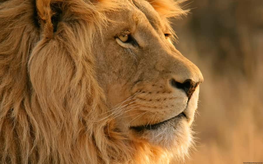 Cape Town: Big Five Safari and Breede River Valley Day Trip - Wine at Du Toitskloof or coffee at Ou Meul