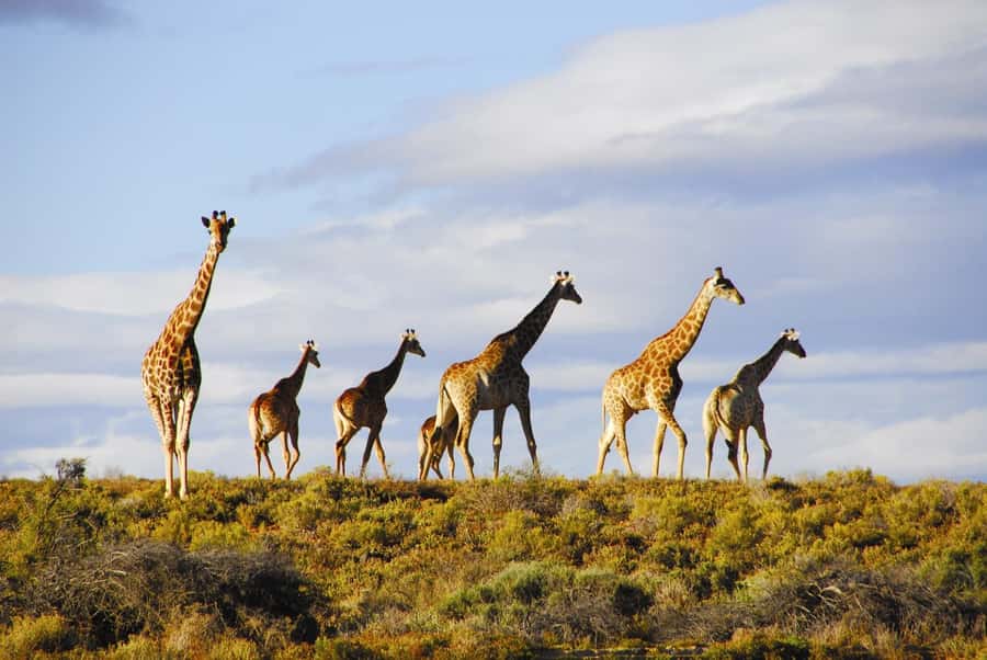 Cape Town: Big Five Safari and Breede River Valley Day Trip - Arrival at Aquila: bubbly, lunch, and four hours in the reserve