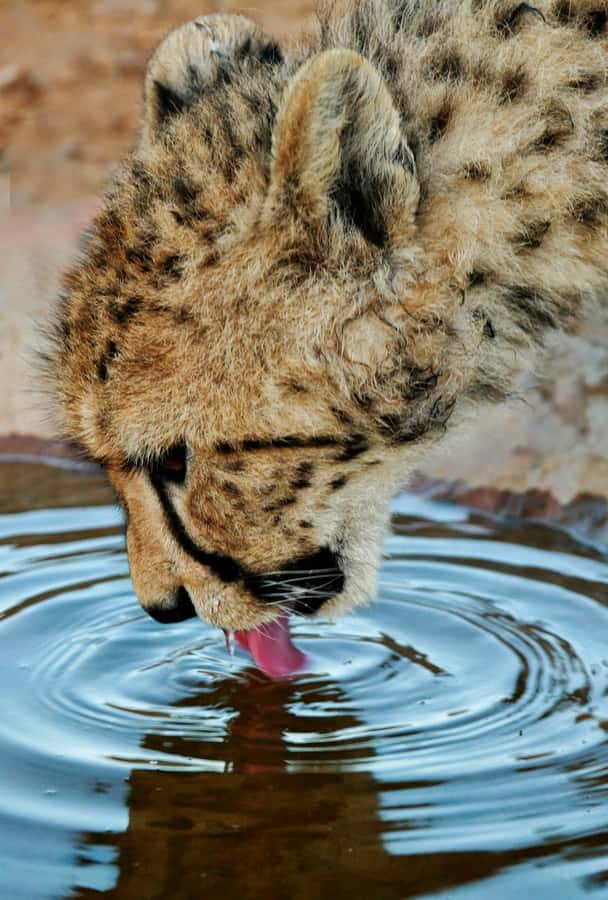 Cape Town: Big Five Safari and Breede River Valley Day Trip - The 2 to 3 hour Big Five game drive