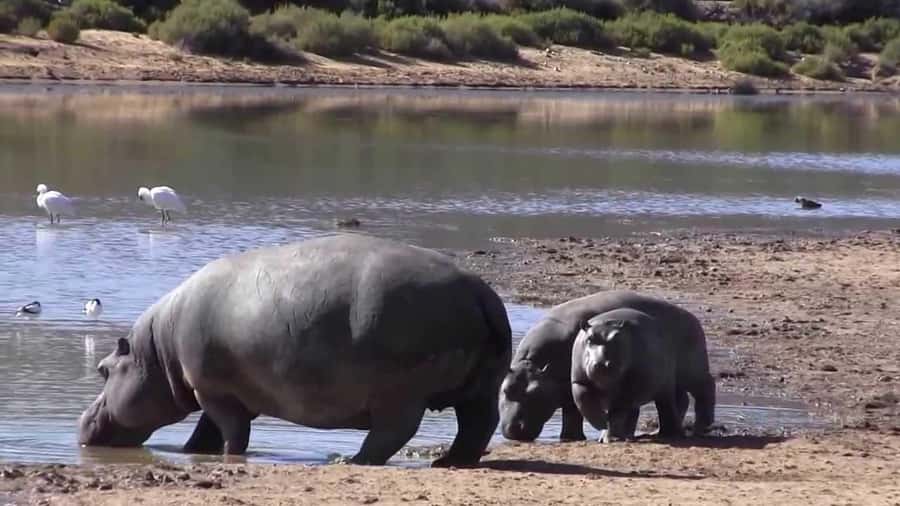 Cape Town: Big Five Safari and Breede River Valley Day Trip - What the price really includes