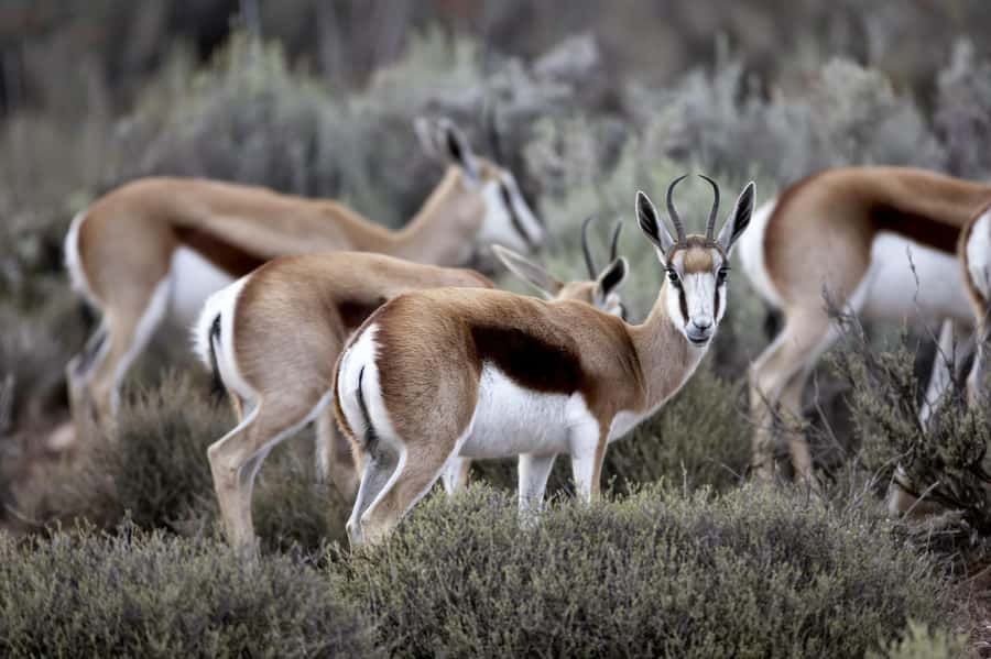 Cape Town: Big Five Safari and Breede River Valley Day Trip - Who should book this day trip?