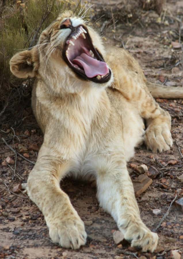 Cape Town: Big Five Safari and Breede River Valley Day Trip - Booking flexibility and practical details