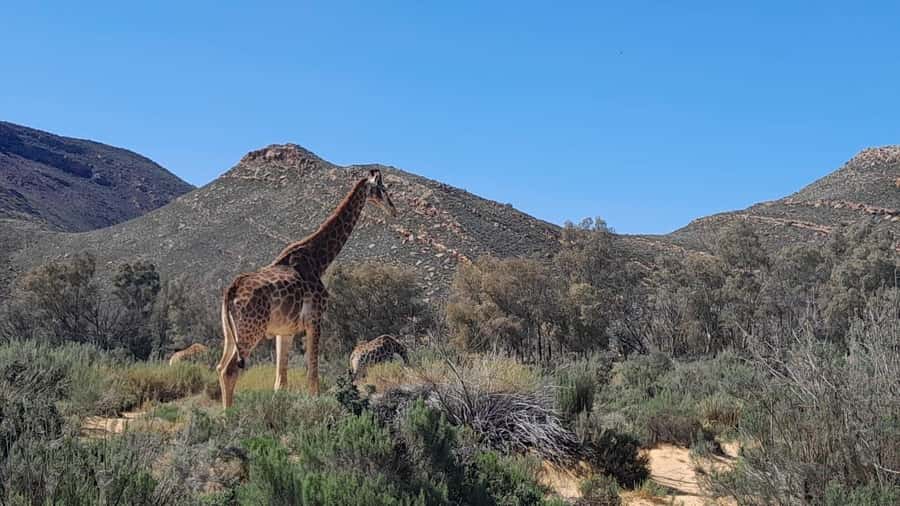 Cape Town big five safari with transport lunch Excl park fee - Leaving Cape Town for the Karoo