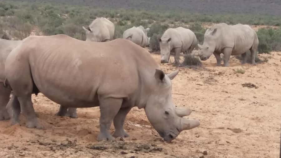 Cape Town big five safari with transport lunch Excl park fee - What the guides add to the day