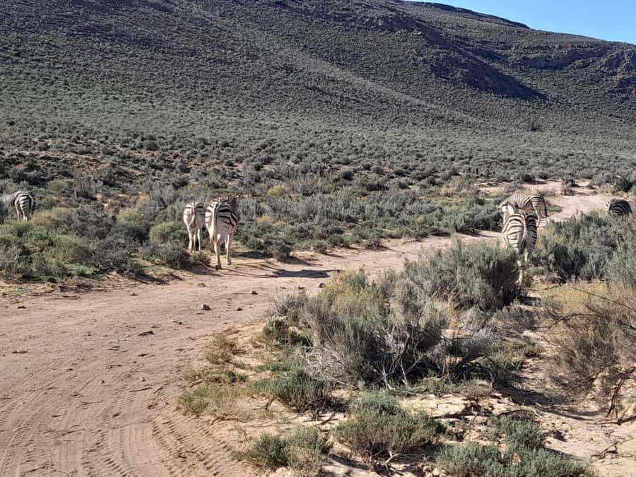 Cape Town big five safari with transport lunch Excl park fee - What to pack for the open vehicle