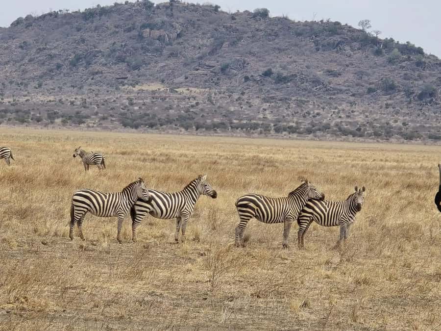 Cape Town big five safari with transport lunch Excl park fee - Should you book this Cape Town safari?
