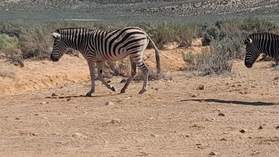 Cape Town big five safari with transport lunch Excl park fee - The two-and-a-half-hour open-air game drive