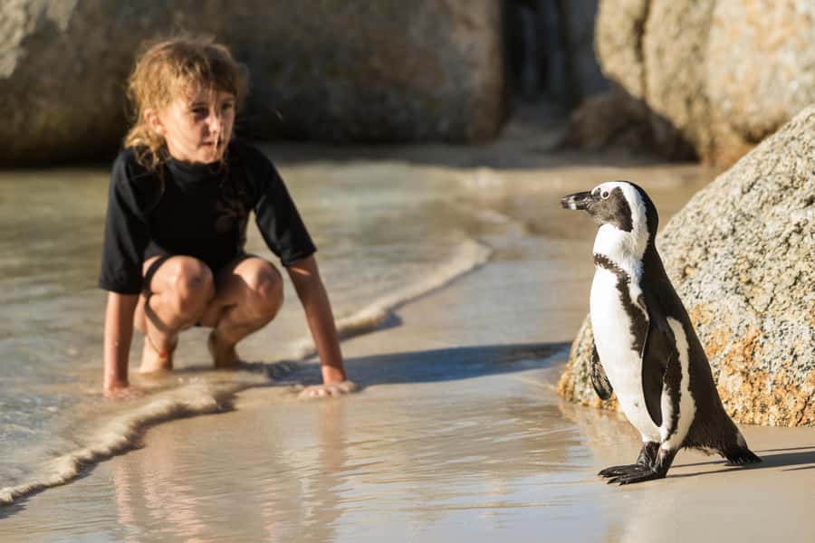 Cape Town: Boulders Penguin Colony Prebooked Entry Ticket - Why Boulders Beach is worth your time